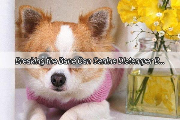 Breaking the Bane Can Canine Distemper Be Defeated and Healed